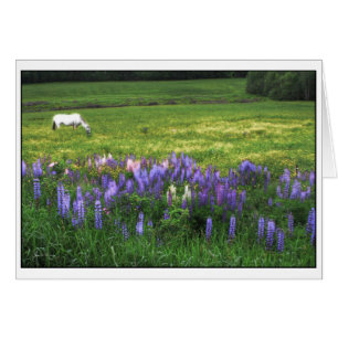 White Horse in Lupine Field