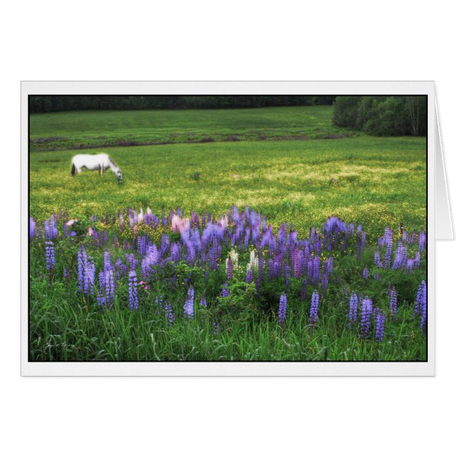 White Horse in Lupine Field (Voorkant Horizontaal)