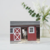 White Horse in Red Barn Briefkaart (Staand voorkant)