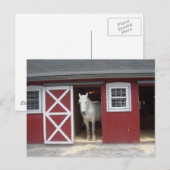White Horse in Red Barn Briefkaart (Voorkant / Achterkant)