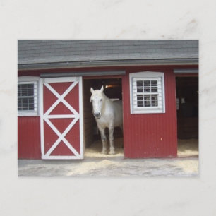White Horse in Red Barn Briefkaart