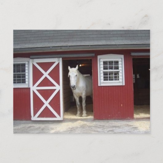 White Horse in Red Barn Briefkaart (Voorkant)