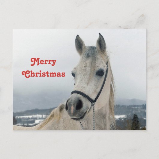  White Horse-kerstfoto Briefkaart (Voorkant)