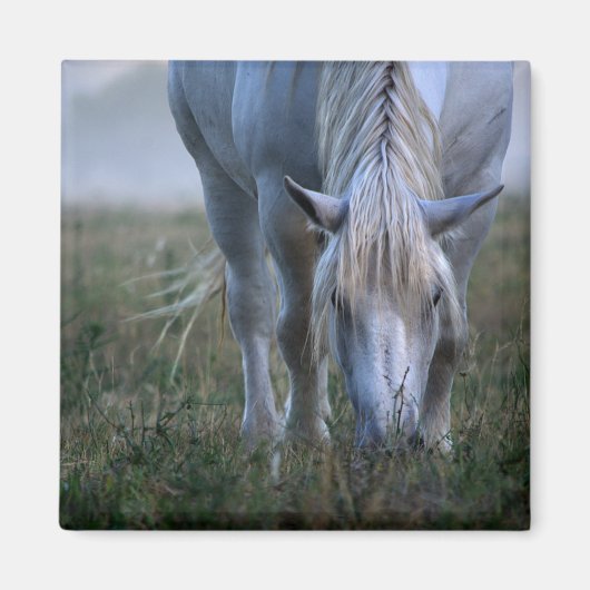 White Horse Magneet (Voorkant)
