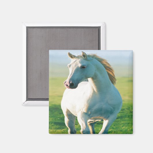 White Horse Magnet (Voorkant / Achterkant)