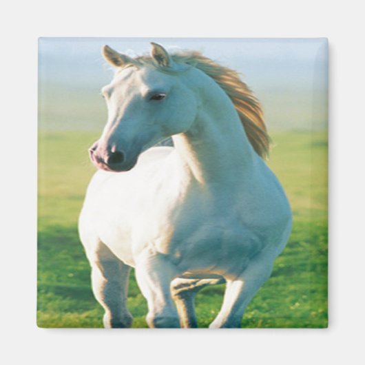 White Horse Magnet (Voorkant)