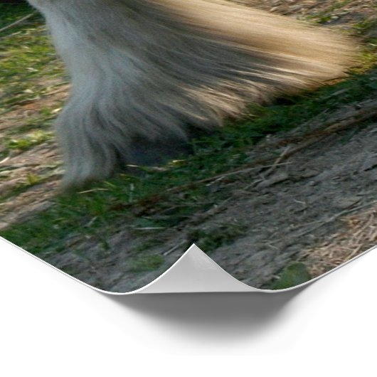 White Horse met bride Poster (Hoek)