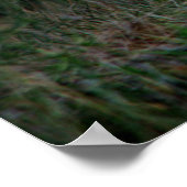 White Horse Poster (Hoek)