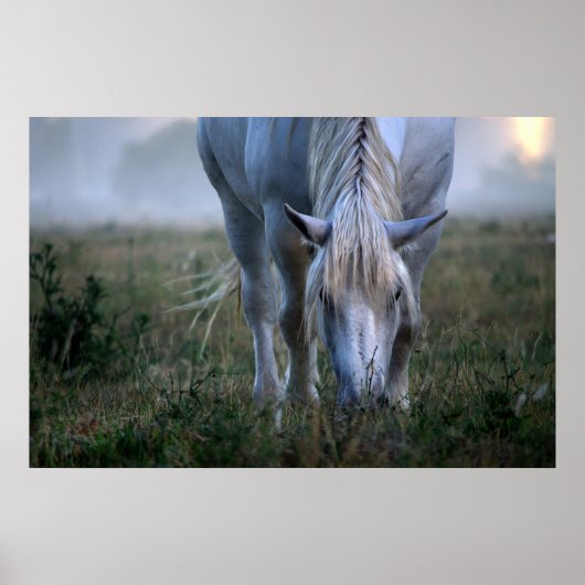 White Horse Poster (Voorkant)