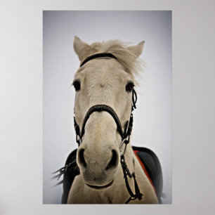 White Horse Poster
