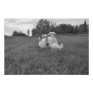 White Horse Rolling in Pasture Equine B&W Foto 2 Poster