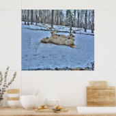 White Horse Rolling in Winter Sneeuwfoto Poster (Keuken)