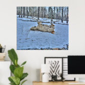 White Horse Rolling in Winter Sneeuwfoto Poster (Thuiskantoor)