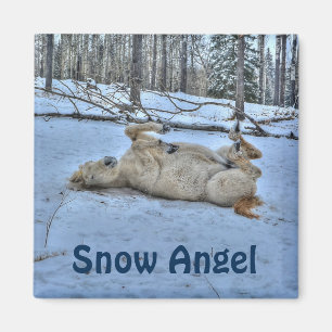 White Horse Rolling in Winter Snow Magneet