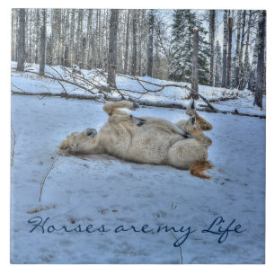 White Horse Rolling in Winter Snow Tegeltje