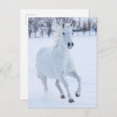 White Horse Running in the Snow Briefkaart (Voorkant / Achterkant)