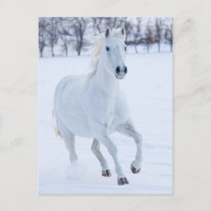 White Horse Running in the Snow Briefkaart