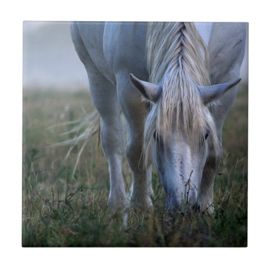 White Horse Tegeltje (Voorkant)