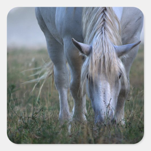 White Horse Vierkante Sticker (Voorkant)
