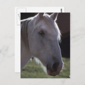 White Horsehead Briefkaart (Voorkant / Achterkant)