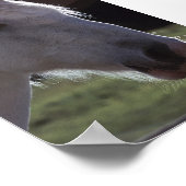 White Horsehead Poster (Hoek)