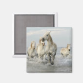 White Horses Galloping on Beach Magnet (Voorkant / Achterkant)