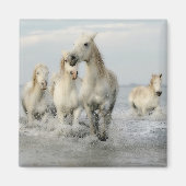 White Horses Galloping on Beach Magnet (Voorkant)