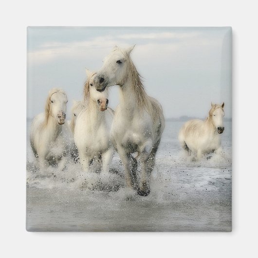 White Horses Galloping on Beach Magnet (Voorkant)