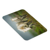 White Horses of Camargue in Field Magneet (Rechterzijde)