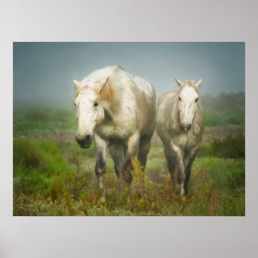 White Horses of Camargue in Field Poster (Voorkant)