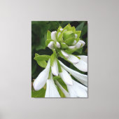 White Hosta Canvas afdrukken (Voorkant)