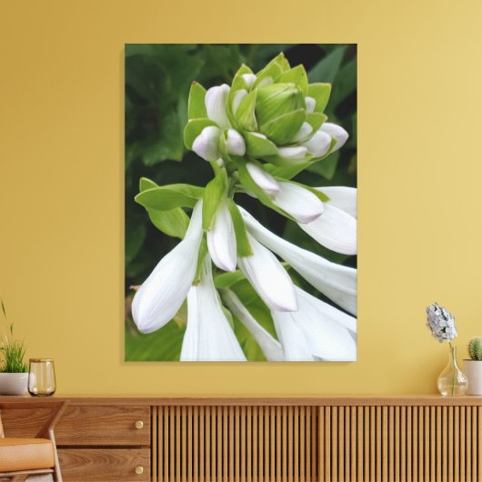 White Hosta Canvas afdrukken (Insitu (Woonkamer))