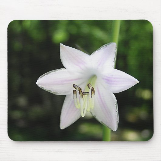 White Hosta Flower Muismat (Voorkant)