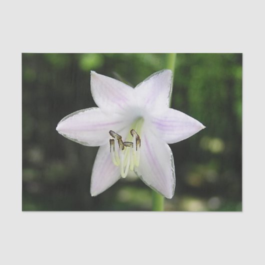 White Hosta Flower Tissuepapier (Voorkant)