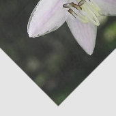 White Hosta Flower Tissuepapier (Detail)