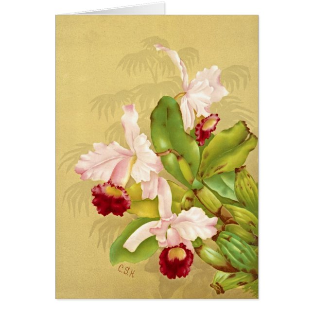 White House Orchid 1892 (Voorkant)