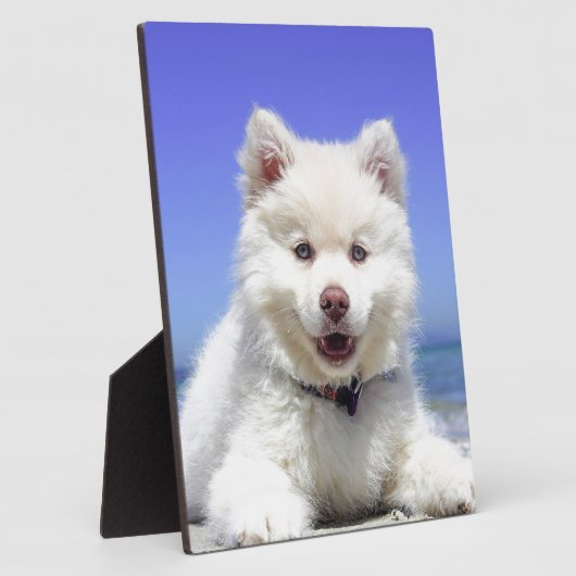 White Husky Puppy with Blue Eyes Fotoplaat (Zijkant)