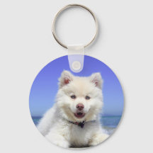 White Husky Puppy with Blue Eyes