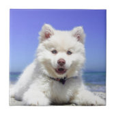 White Husky Puppy with Blue Eyes Tegeltje (Voorkant)