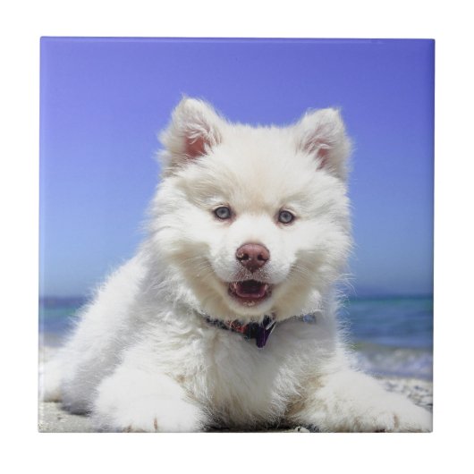 White Husky Puppy with Blue Eyes Tegeltje (Voorkant)