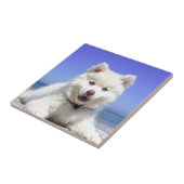 White Husky Puppy with Blue Eyes Tegeltje (Zijkant)