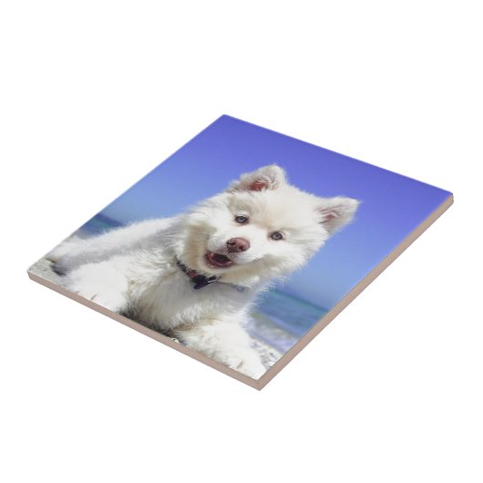 White Husky Puppy with Blue Eyes Tegeltje (Zijkant)