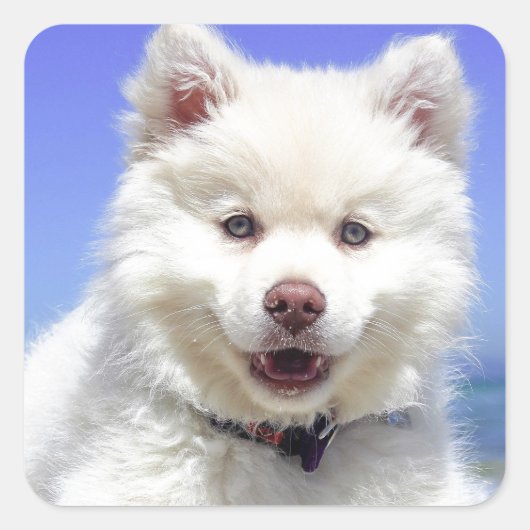 White Husky Puppy with Blue Eyes Vierkante Sticker (Voorkant)