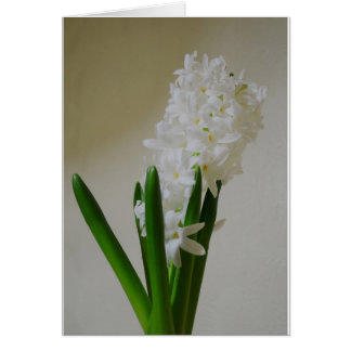 White Hyacinth.