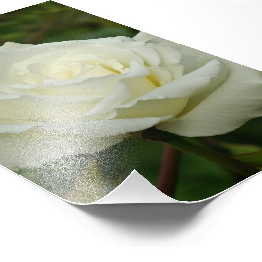 White Hybrid Tea'Mrs. Roos van Herbert Stevens Foto Afdruk (Hoek)