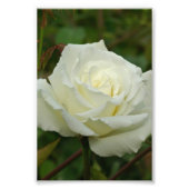 White Hybrid Tea'Mrs. Roos van Herbert Stevens Foto Afdruk (Voorkant)