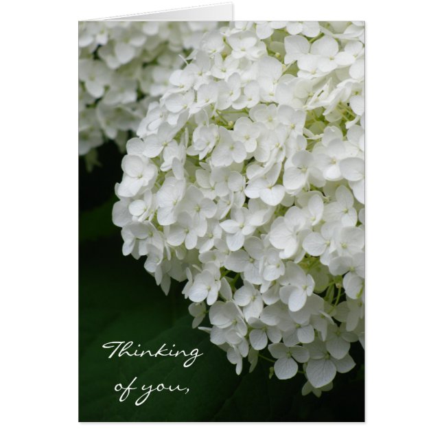 White Hydrangea (Voorkant)