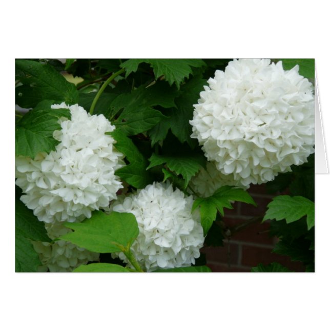 White Hydrangea Annabelle Flowering Plant Floral (Voorkant Horizontaal)
