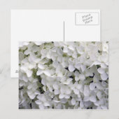  White Hydrangea Closeup Photo Briefkaart (Voorkant / Achterkant)