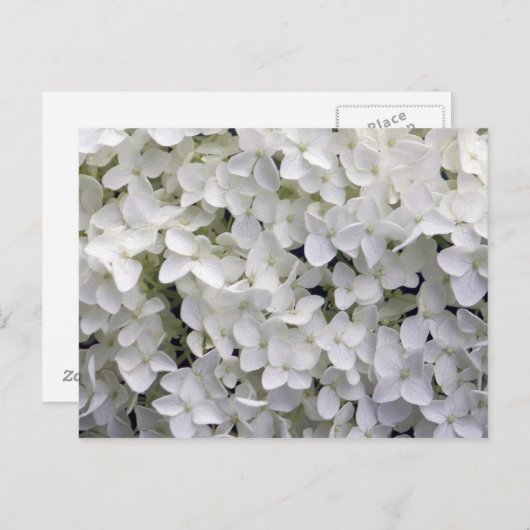 White Hydrangea Closeup Photo Briefkaart (Voorkant / Achterkant)